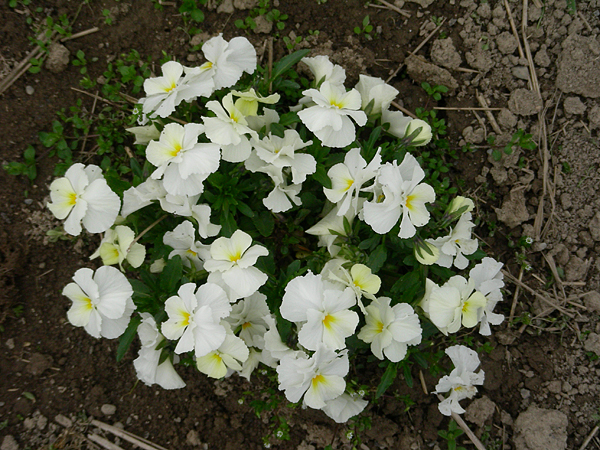 pansy in flower